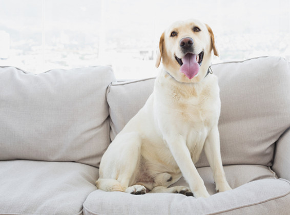 How to Get Rid of Pet Odors