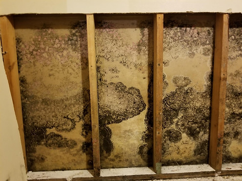 Interesting Facts About Mold